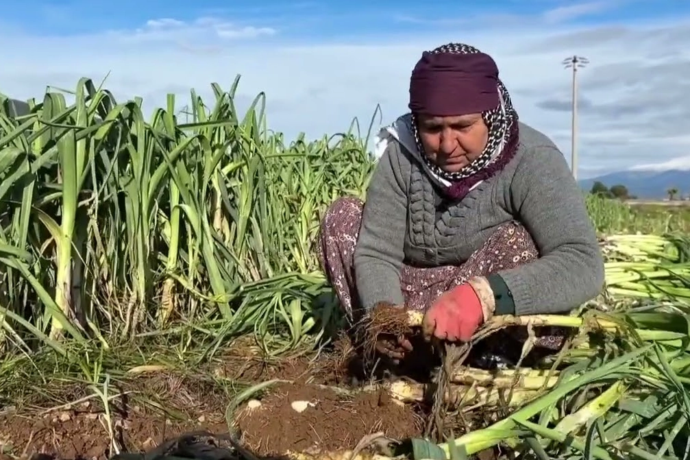 Kışlık sebzenin üretim üssü İzmir'de yağışlar yüz güldürdü