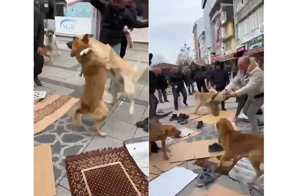 Kavga eden başıboş köpekler Cuma cemaatinin arasına daldı