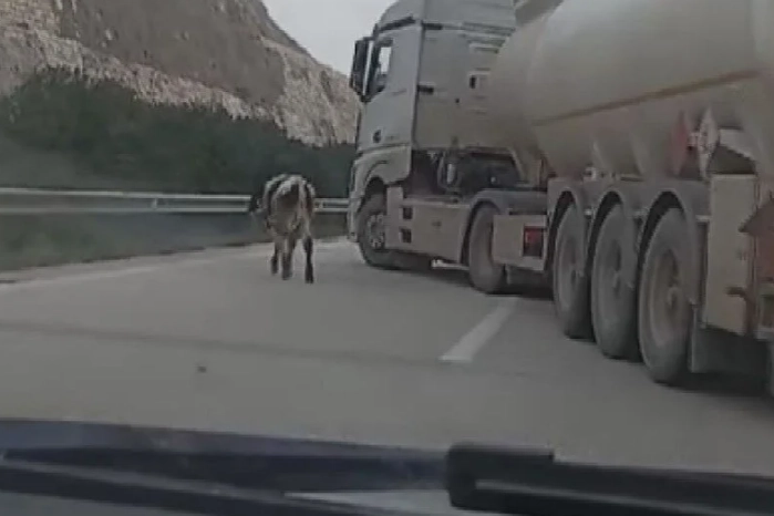 Hatay'da yola çıkan buzağı trafiği birbirine kattı