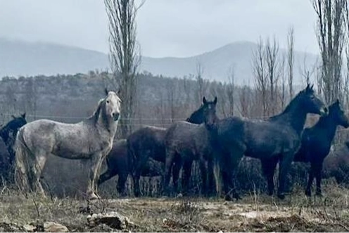 Yiyecek arayan yılkı atları Isparta'da görüldü haberinin görseli