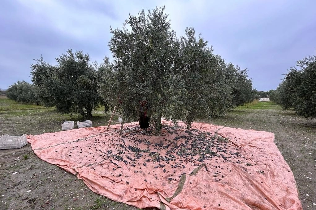 Manisa'da zeytin hasadı tamamlandı