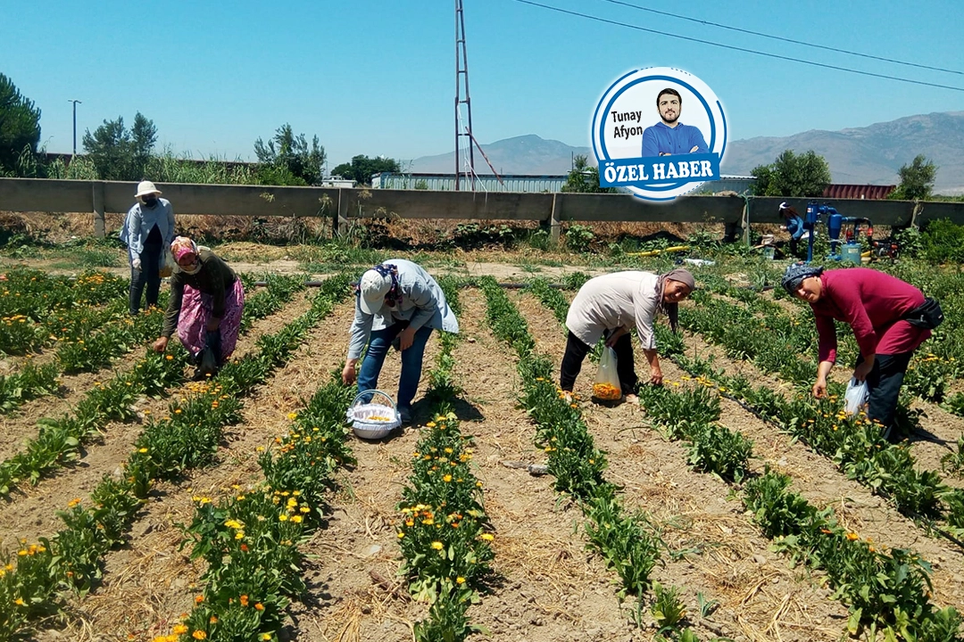 Çiftçiler emeklerinin karşılığını alamıyor haberinin görseli