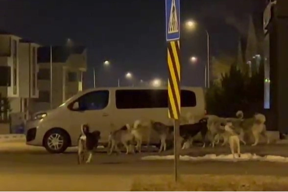 Erzurum'da başıboş köpek sürüsü görüntülendi