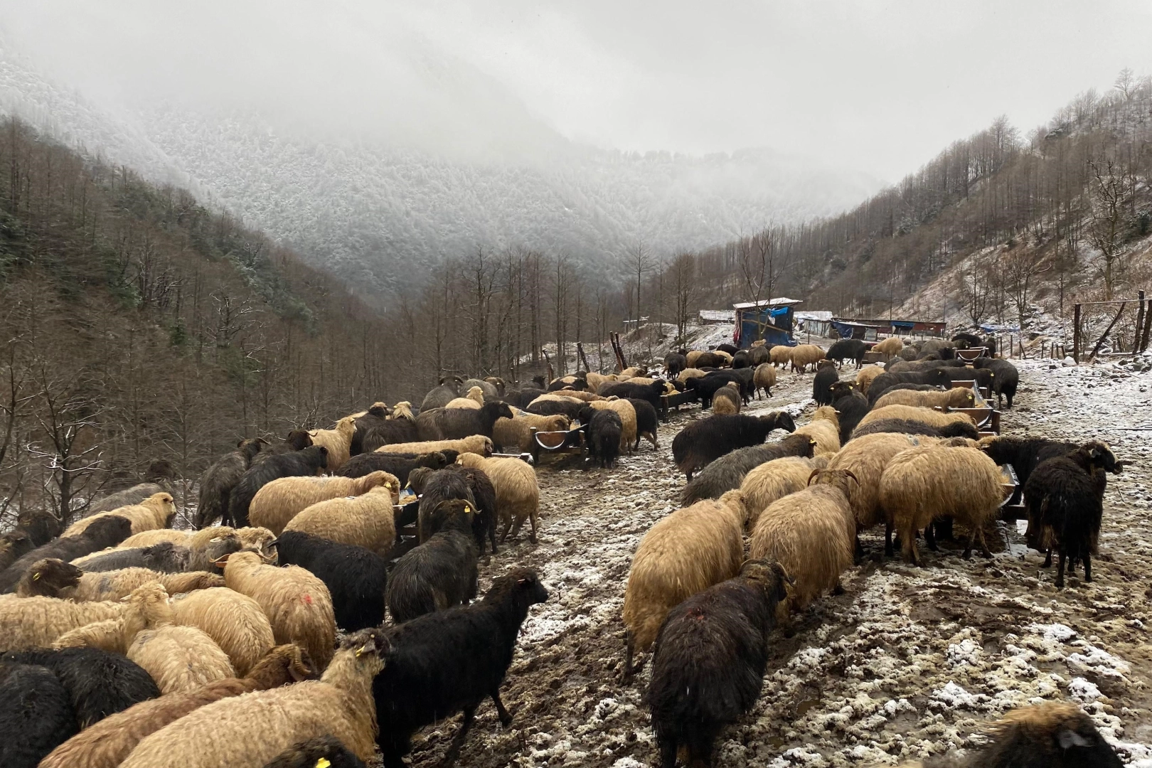 Artvin'de küçükbaş hayvanlarda çiçek hastalığı