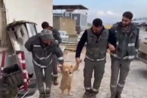 İşçilerin mola esnasında köpekle halayı haberinin görseli
