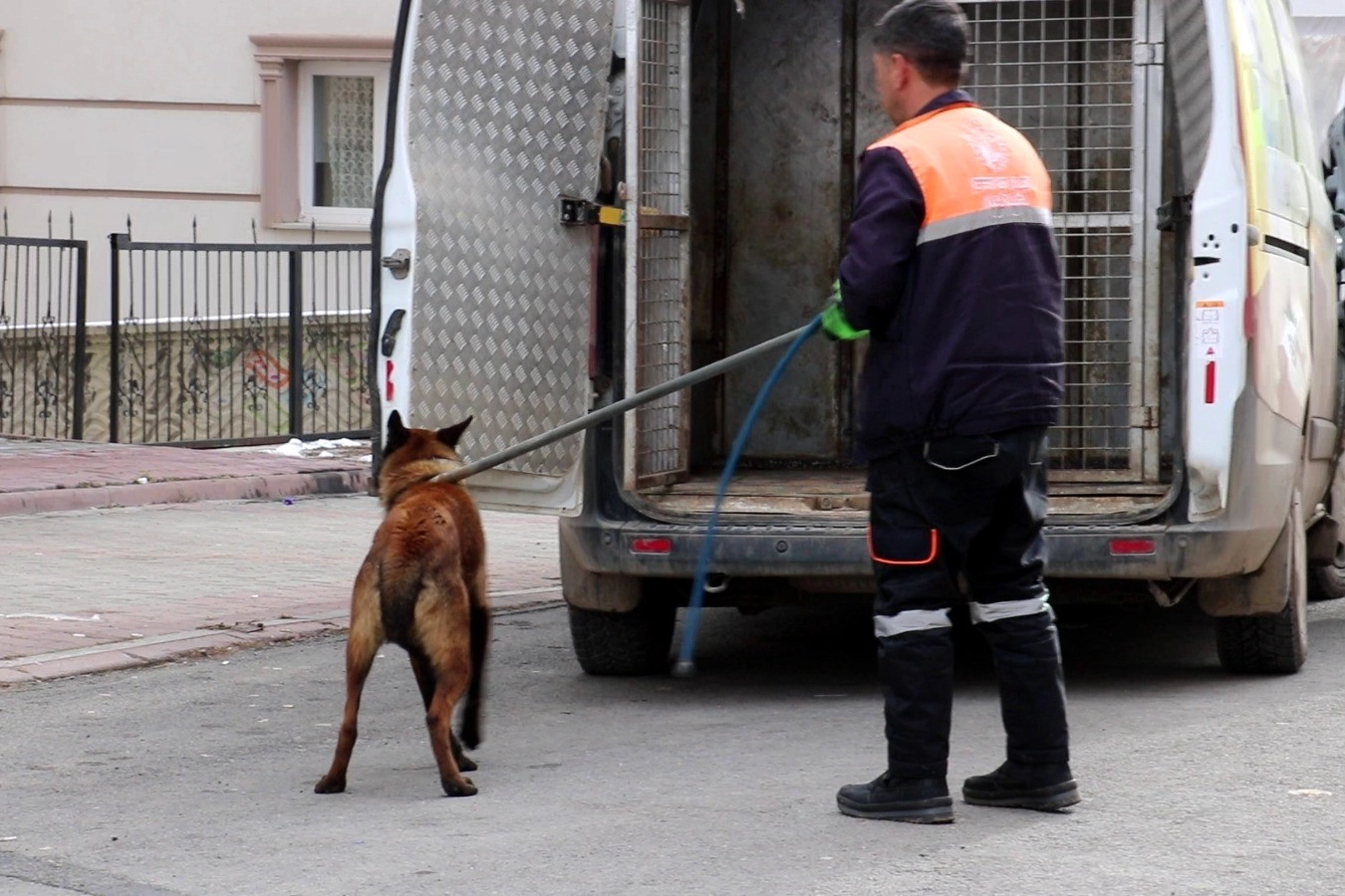 Sivas'ta tasmalı köpek dehşet saçtı haberinin görseli