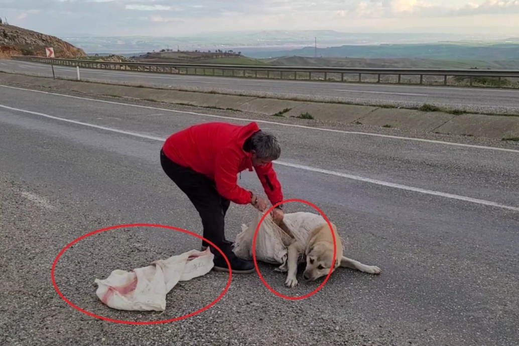 Böyle vicadansızlık görülmedi: Torba içine koyulan köpek...