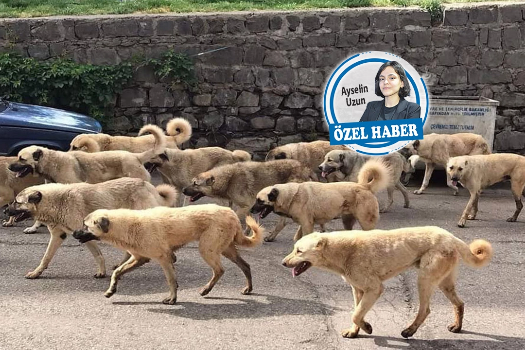 Sokak köpeği sorununun  çözümü kısırlaştırma haberinin görseli