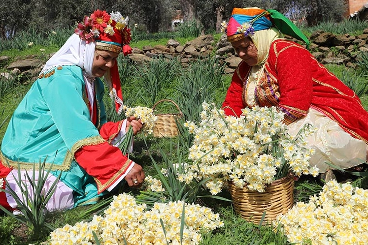 Bayındır Nergis ve Kuru Çiçek Festivali'ne geri sayım