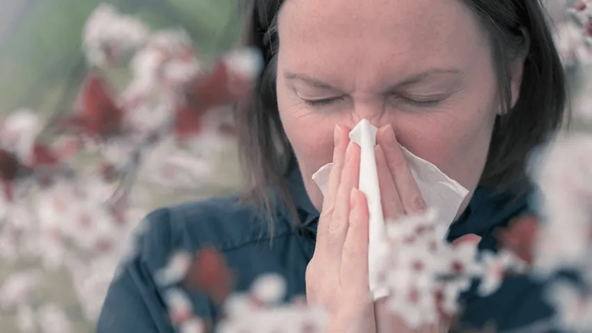 Alerjik Rinite, arılardan gelen doğal çözüm önerisi haberinin görseli