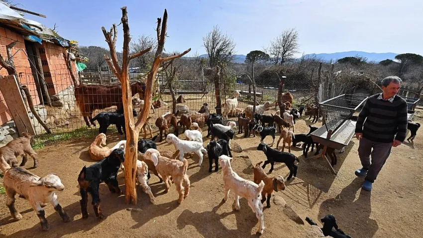 İzmirli süt üreticisini sevindiren haber!
