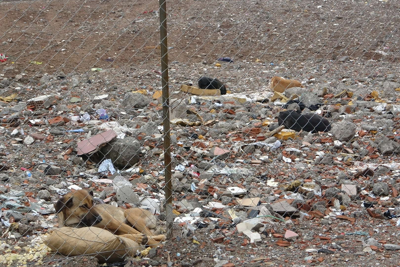 89 kişiye mezar olmuştu! Enkazı sokak köpeklerinin istilasına uğradı