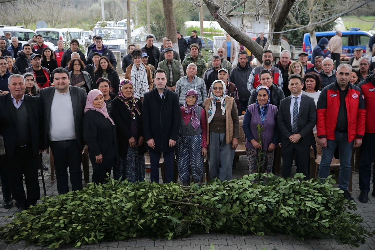 Muğla'da çiftçilere defne fideleri dağıtıldı haberinin görseli