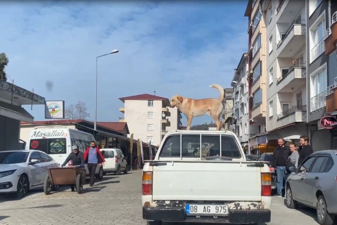 Artvin'de bu köpek yalnızca kamyonetin tavanında yolculuk ediyor