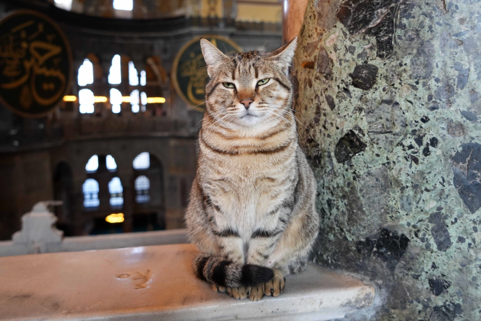 Ayasofya Camii’ndeki kedi turistlerin gözdesi oldu haberinin görseli