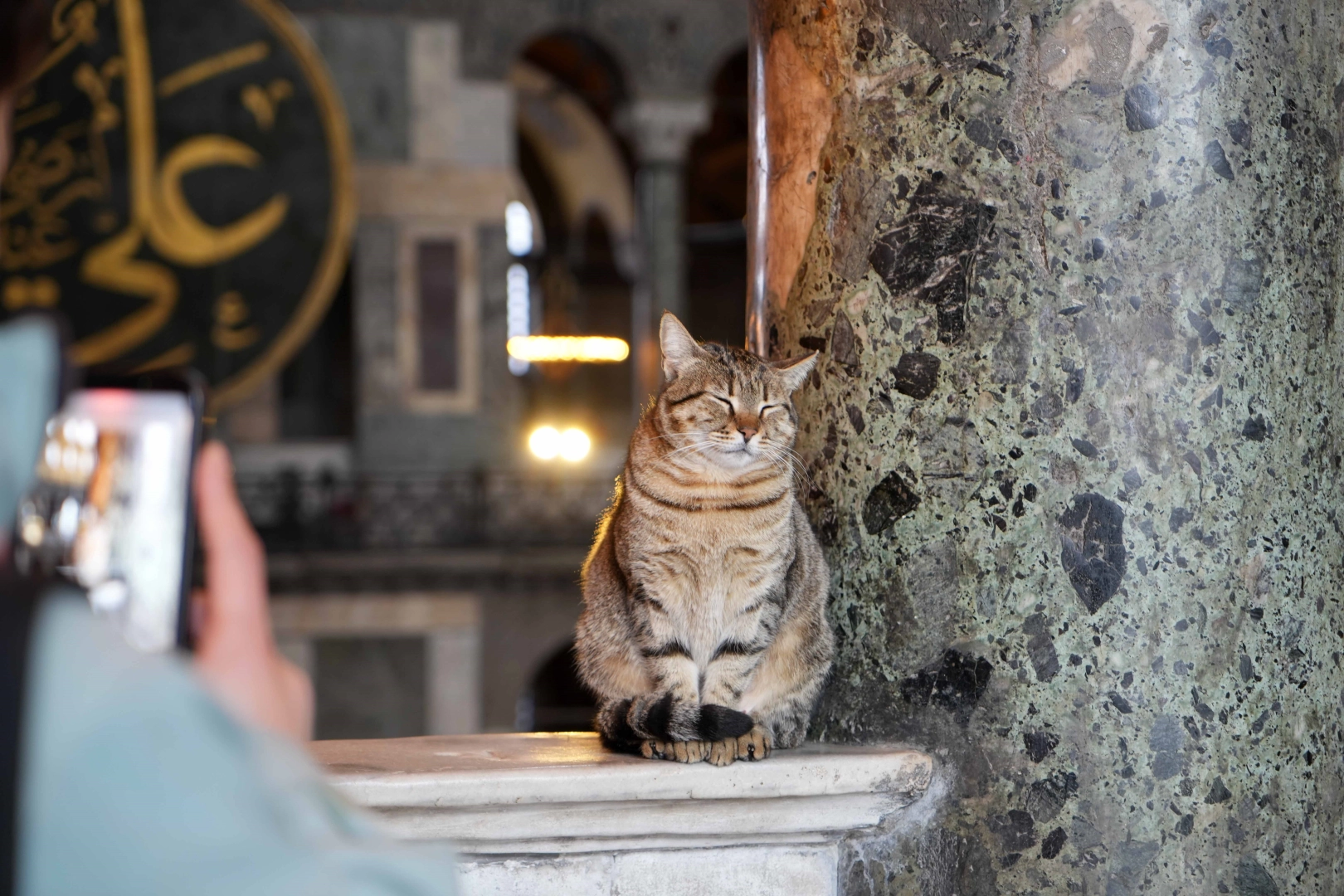 Ayasofya Camii’ndeki kedi turistlerin gözdesi oldu