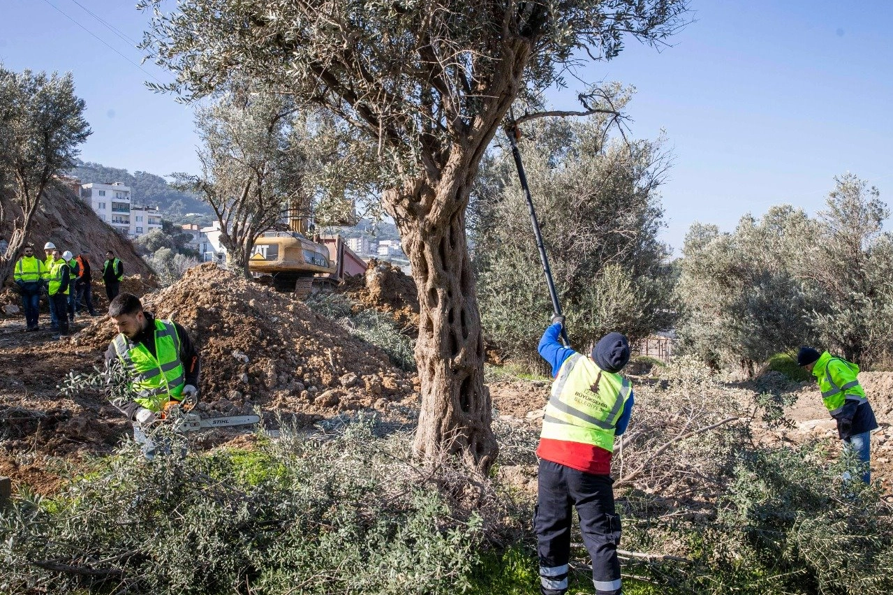 Buca Onat Tüneli çalışmalarında taşınan ağaçlar koruma altına alındı