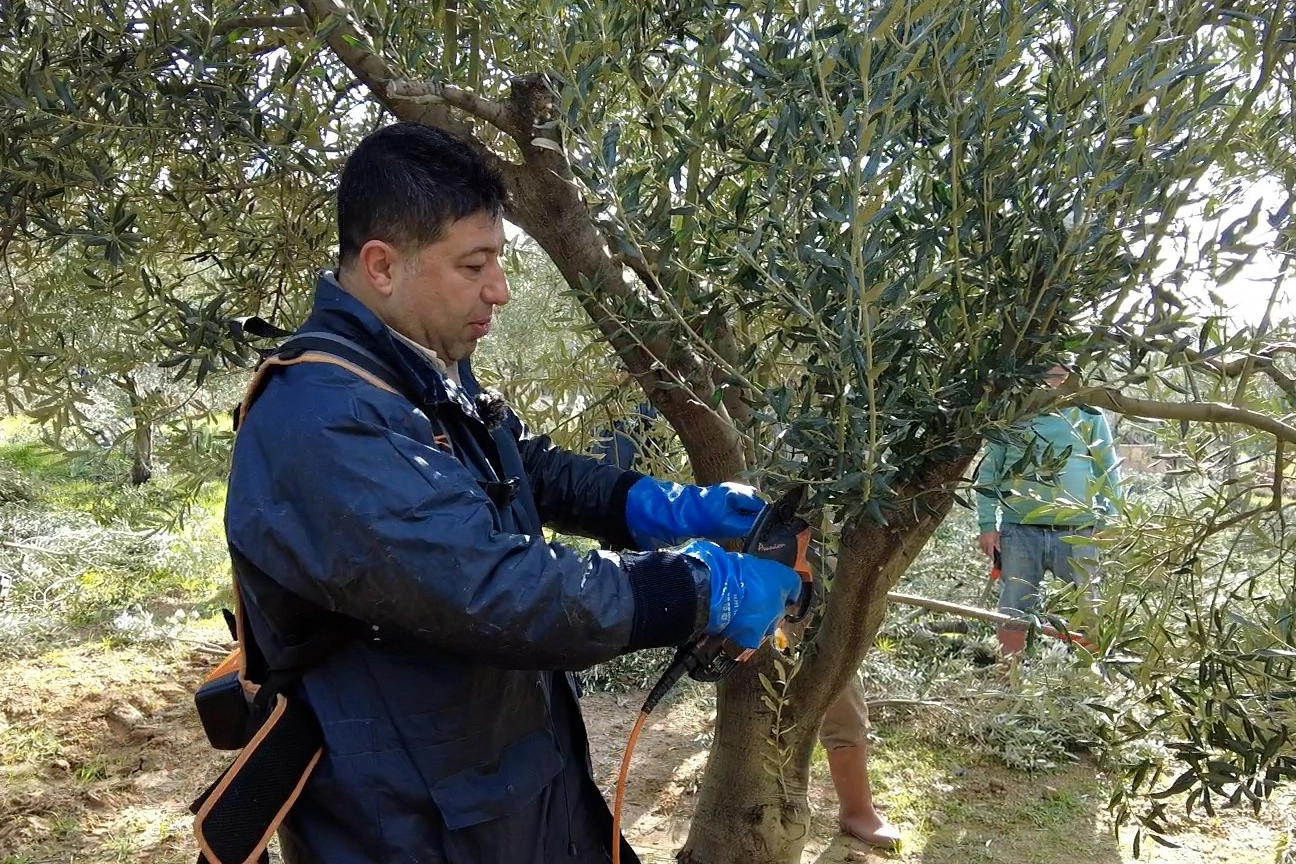 Foça'da zeytin ağaçlarında budama