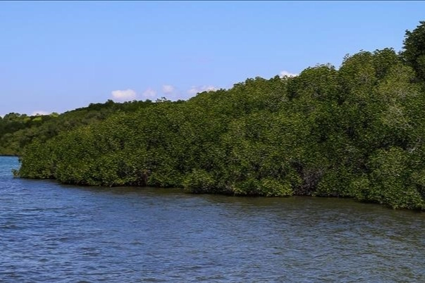 Papua Yeni Gine'de kabile çatışması: 53 kişi hayatını kaybetti