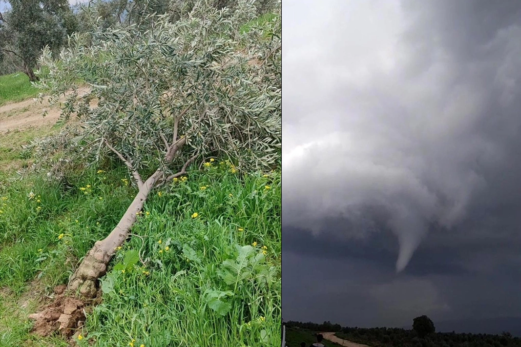 Hatay’da hortum paniği: Zeytin ağaçları yerinden söküldü