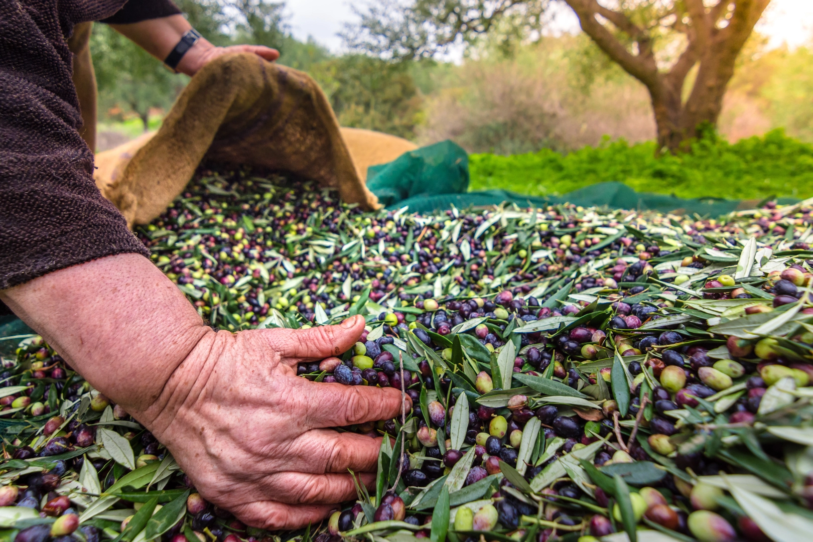 Sofralık zeytin ihracatı arttı