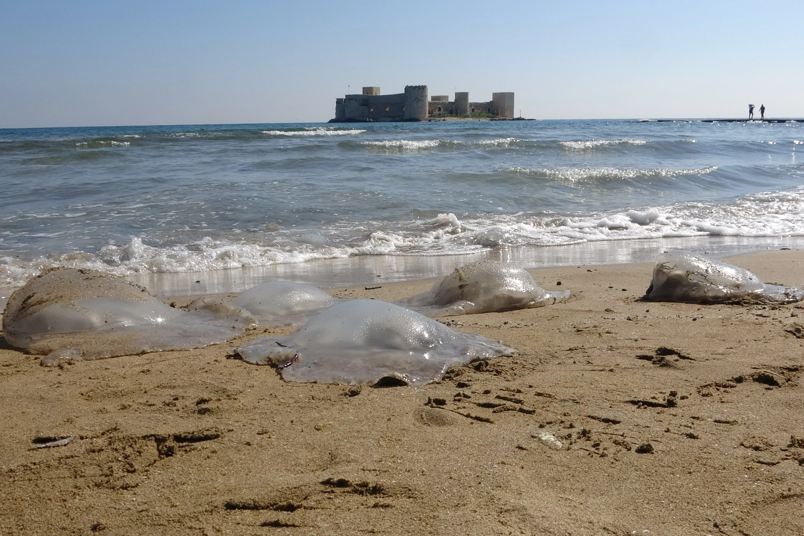 Mersin Kızkalesi sahili denizanalarıyla doldu