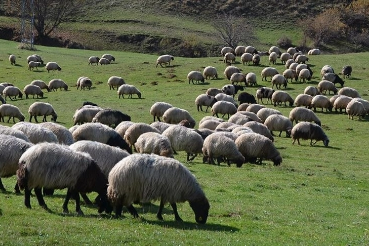 Hayvancılıkta 5 yıllık yol haritası açıklanacak! İşte detaylar...