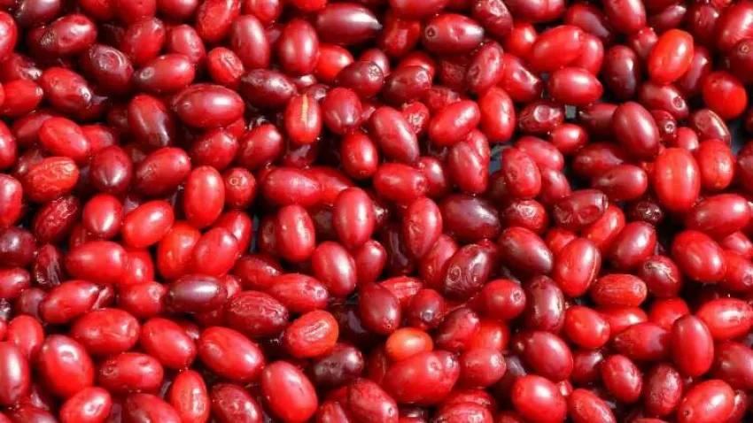 kızılcık