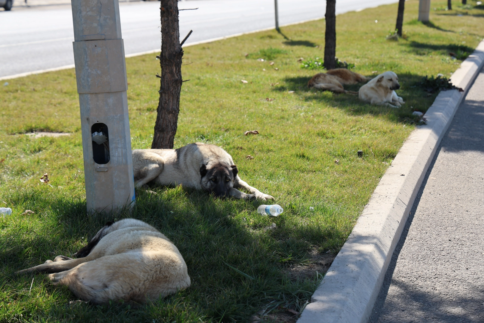 Diyarbakır’da başıboş köpek tehlikesi: Aynı gün 8 farklı ısırma vakası