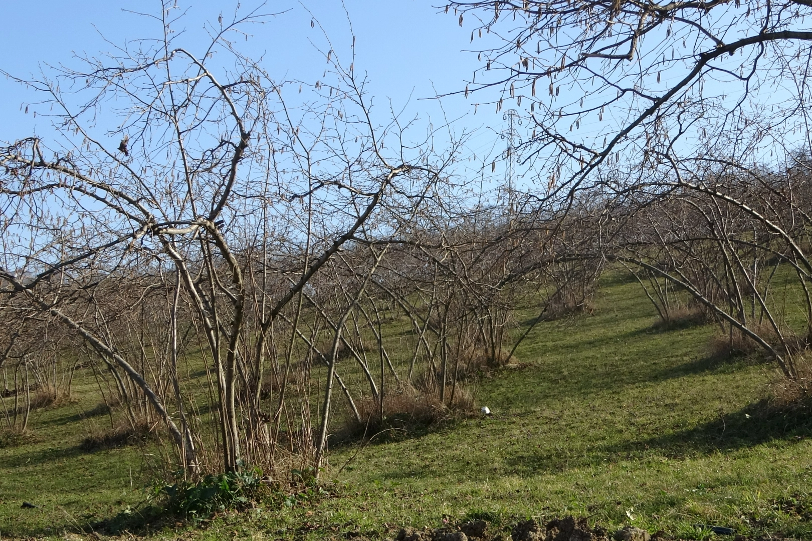 Sıcaklık fındığı vurdu: Fındıkta rekolte düştü