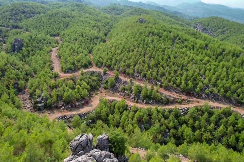 Bergama’nın ‘palamutlarına’ bir darbe daha! haberinin görseli