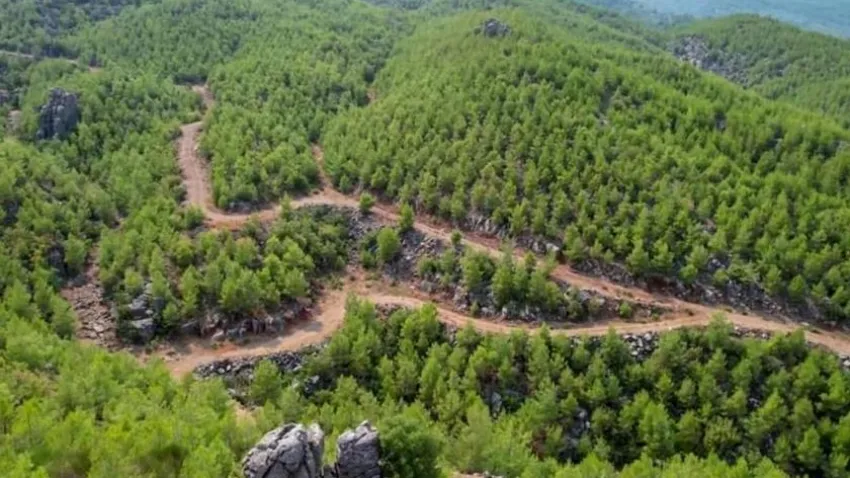 Bergama’nın ‘palamutlarına’ bir darbe daha!