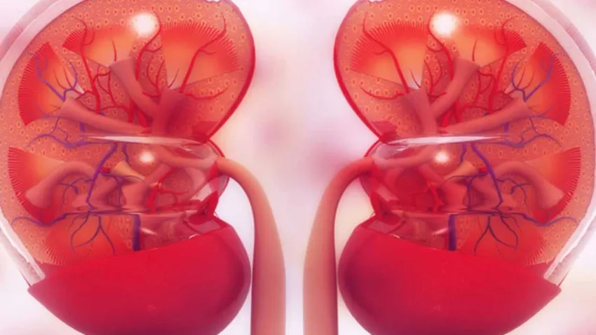Hipertansiyon ve diyabet, böbrek yetmezliğini tetikliyor haberinin görseli