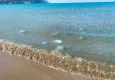 Ölü denizanaları Hatay kıyılarına vurdu