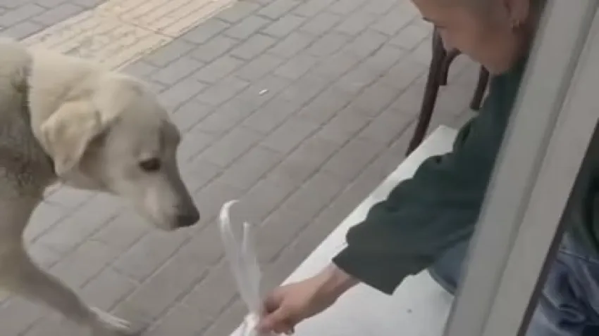 Sosyal medyada izlenme rekoru kırdı: Yemek dolu poşeti alıp uzaklaşıyor haberinin görseli