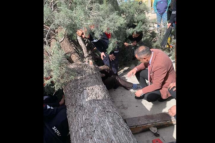 Belediye başkan adayı ve oğlunun üzerine ağaç devrildi