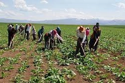 Mevsimlik tarım işçilerinin ortalama günlük ücretleri açıklandı