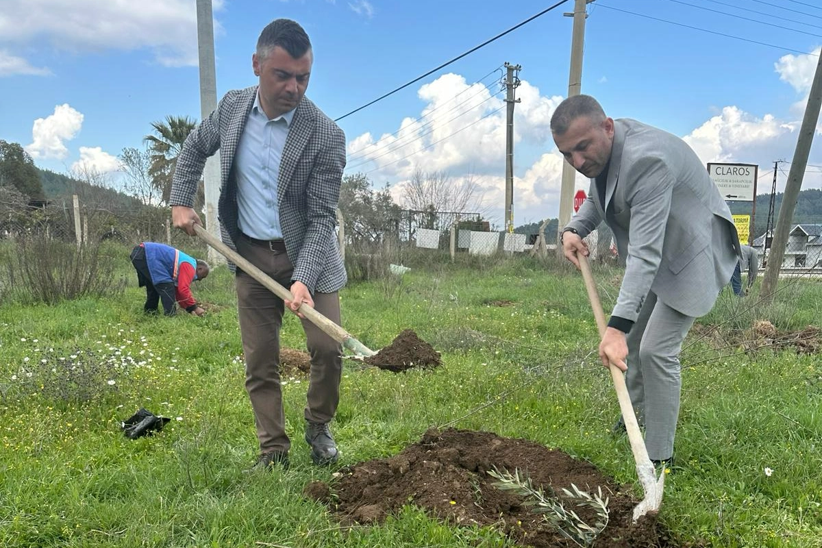 Menderes'te 500 adet zeytin ağacı dikildi