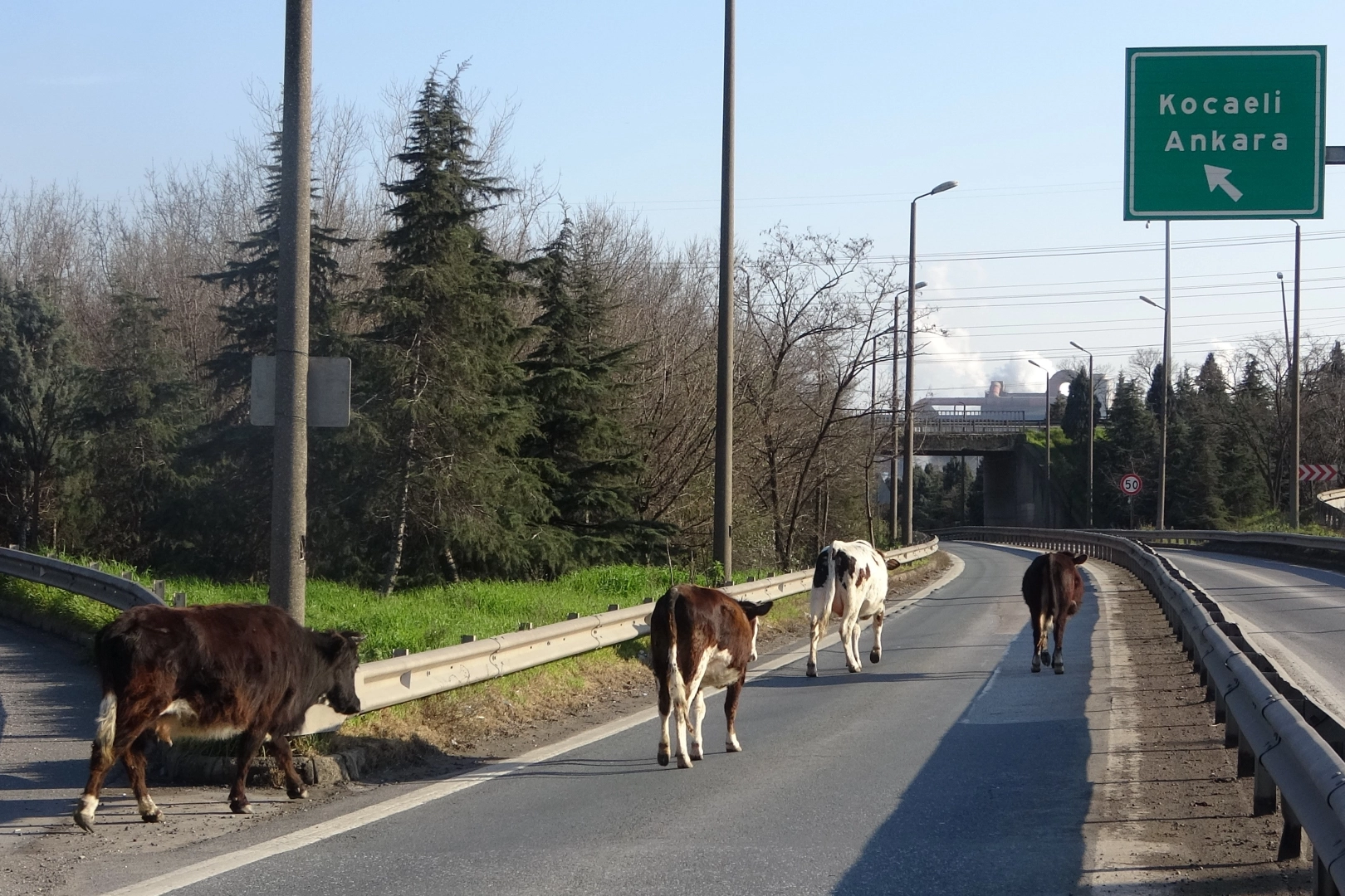 Trafikte kaos: Büyükbaşlar ortalığı birbirine kattı