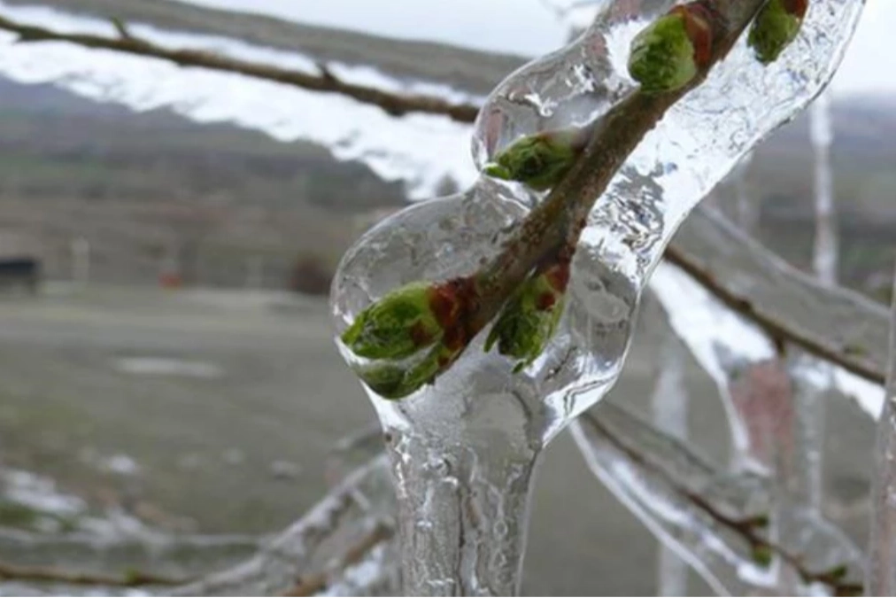 Meteorolojiden Manisa için zirai don uyarısı