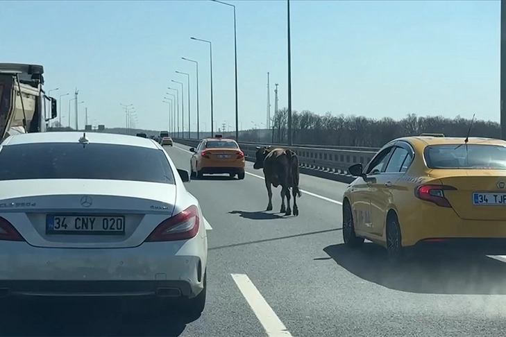 İstanbul'da trafikte korku dolu anlar: Sahibinden kaçan inek otoyola girdi