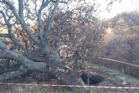 Arkadaşının kestiği ağaç üzerine devrildi, canından oldu haberinin görseli