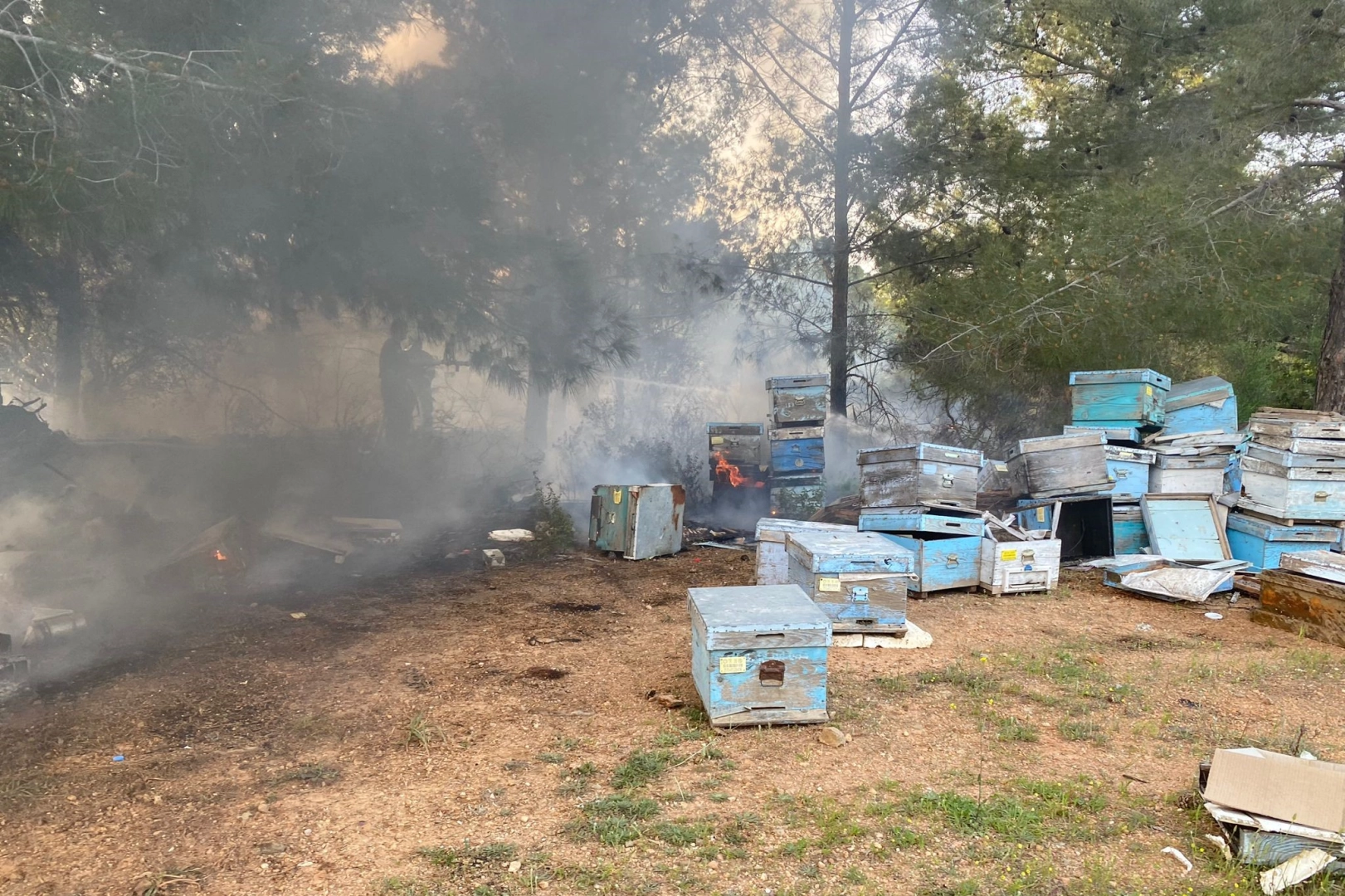 Muğla'da orman yangını: Arı kovanları zarar gördü