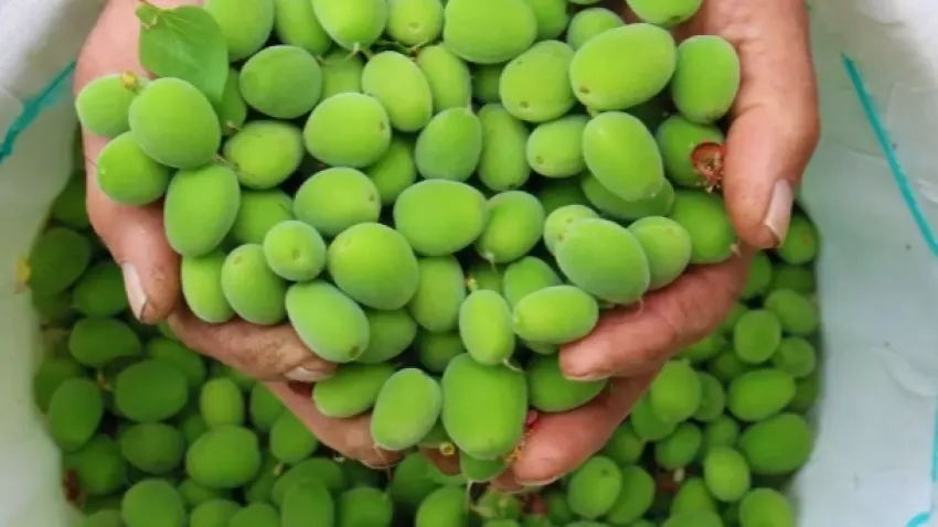 Çağla nedir? Çağla meyvesinin faydaları nelerdir?