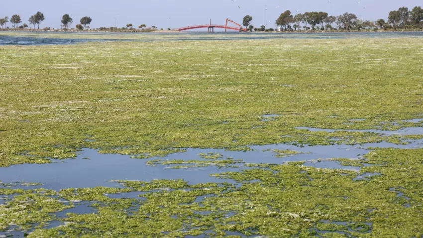İzmir Körfezi yeşile büründü haberinin görseli