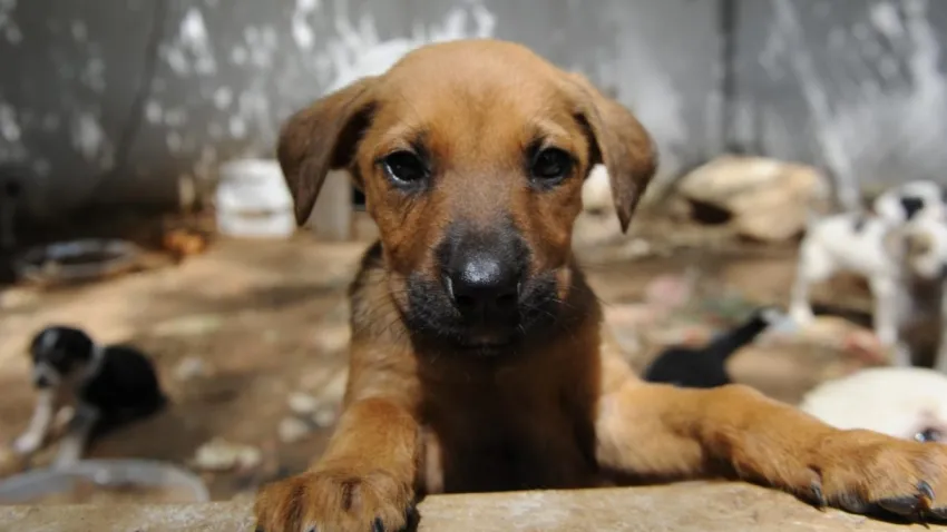 Yaşam İçin Yasa İnisiyatifi’nden tüm hak savunucularına açık çağrı!