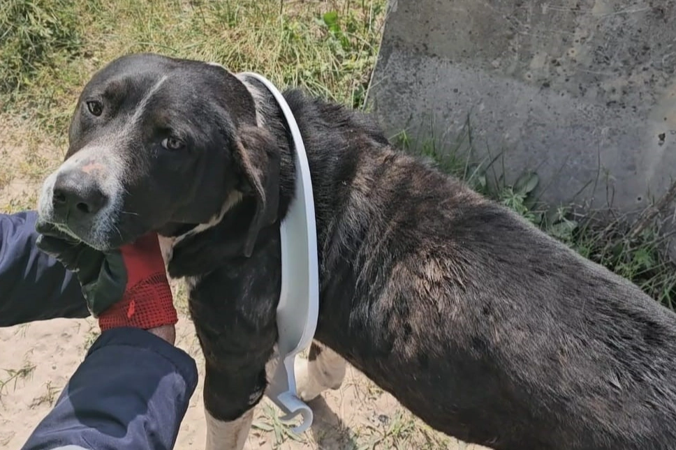 Başını klozet kapağına sıkıştıran yaramaz köpeği belediye ekipleri kurtardı