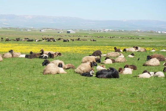 Besiciler çoban bulamadıklarından dertli