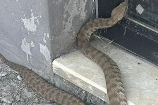 Elazığ’da yılan alarmı! Bir ısırığı öldürüyor haberinin görseli