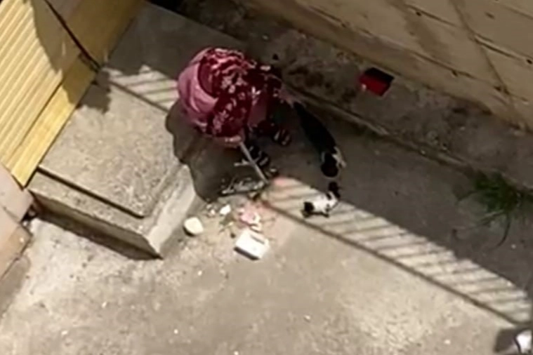 İzmir’de yürek ısıtan görüntüler: Anne kedinin imdadına böyle yetiştiler haberinin görseli